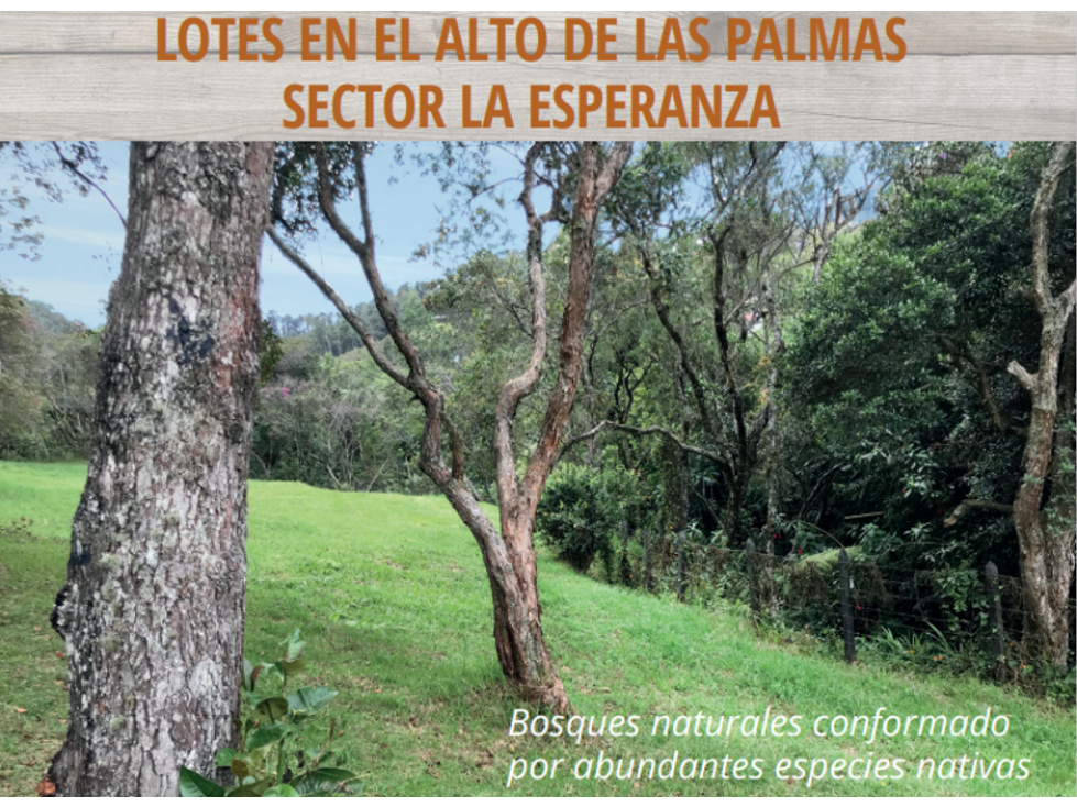 VENTA LOTE ENVIGADO-ALTO DE PALMAS-SECTOR LA ESPERANZA - 4500M2 — foto 2