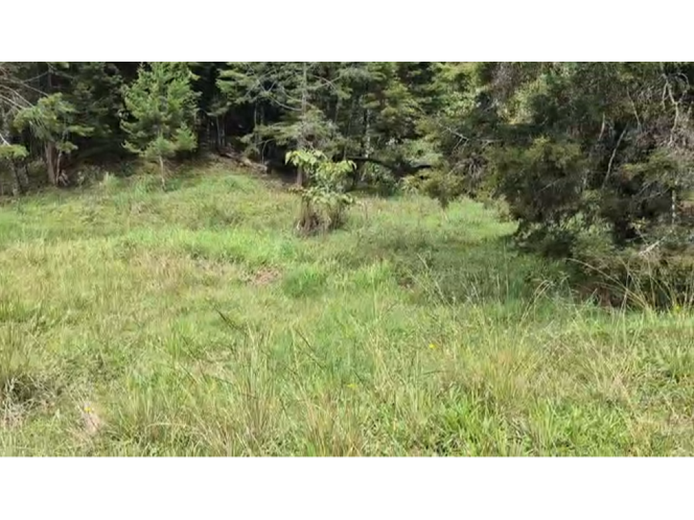 VEN/CAMBIO LOTE GUARNE ANTIOQUIA — foto 4