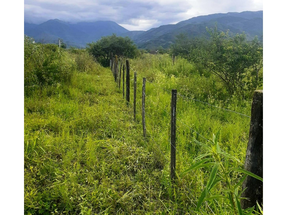 VENTA HECTAREA EN CAMPO QUIJANO - 4