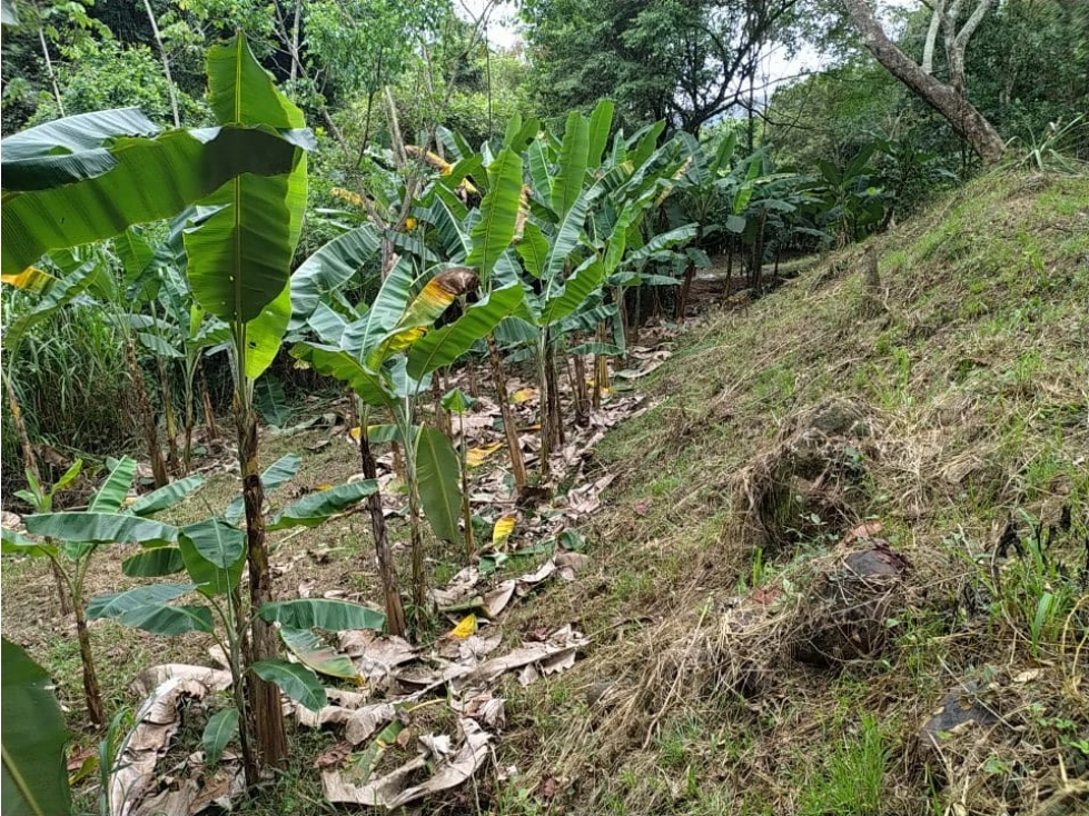 VENDO FINCA 1.5 HECTAREAS VEREDA LA SONORA NILO CUNDINAMARCA - 5