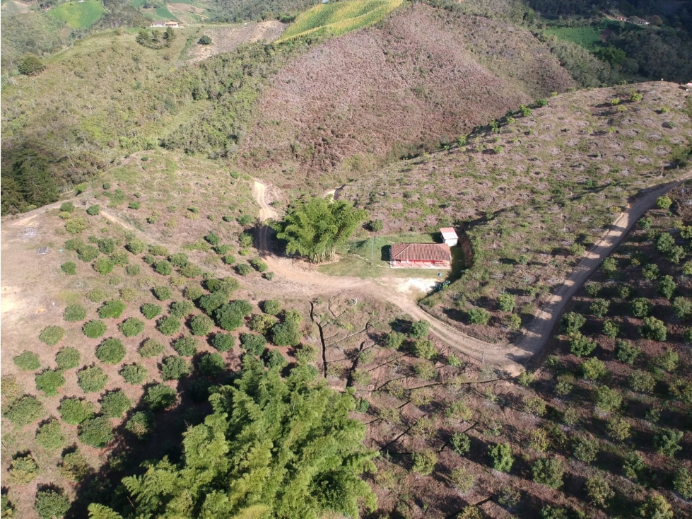 Venta Excelente Finca Productora de Aguacate San Vicente — foto 6