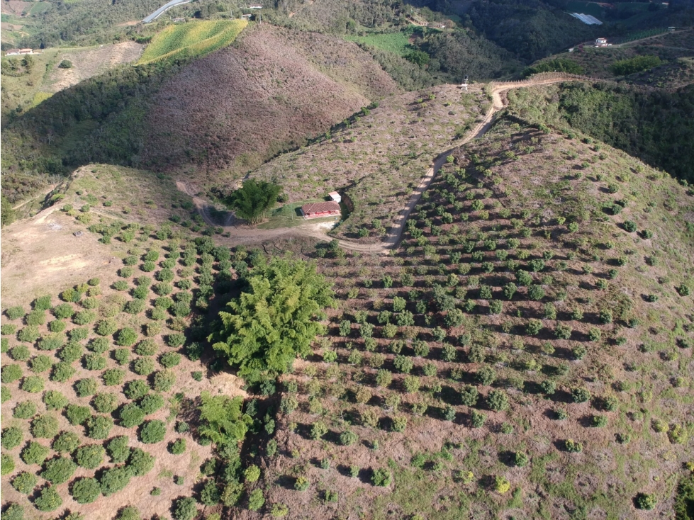 Venta Excelente Finca Productora de Aguacate San Vicente — foto 2