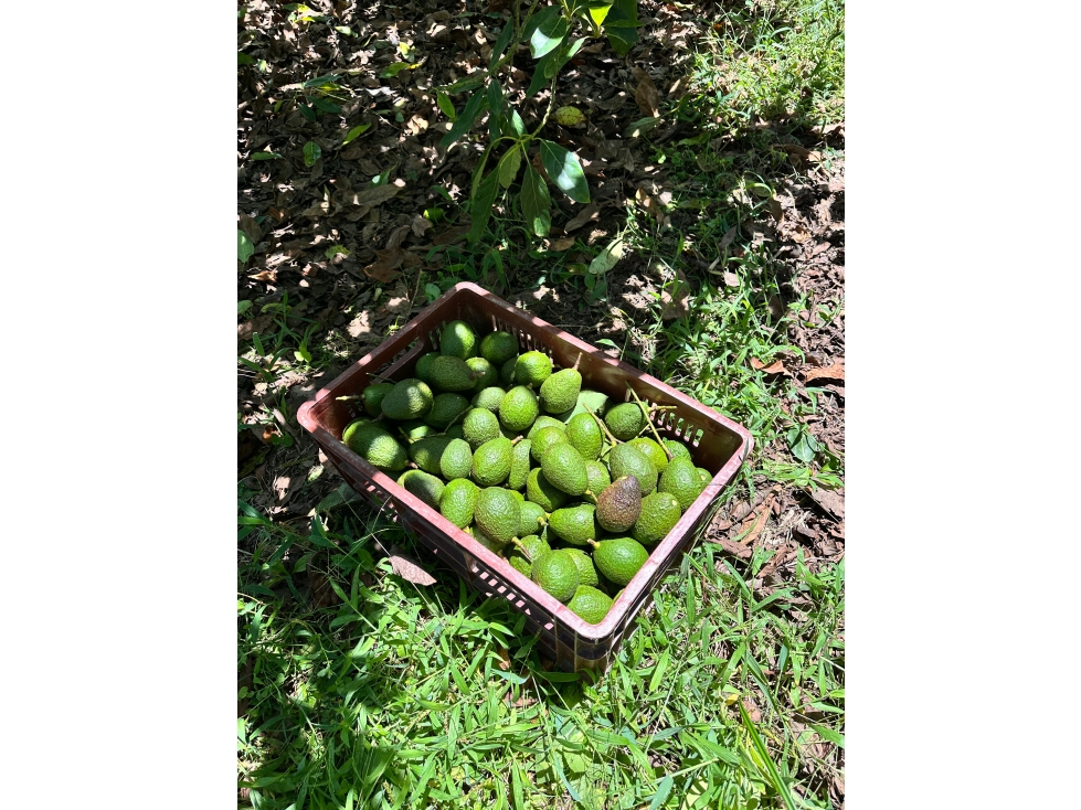 Venta Excelente Finca Productora de Aguacate San Vicente