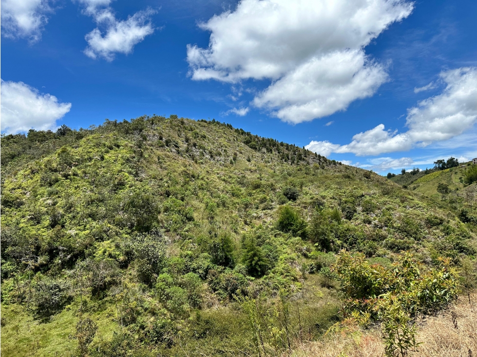 Venta Excelente Finca Productora de Aguacate San Vicente — foto 5