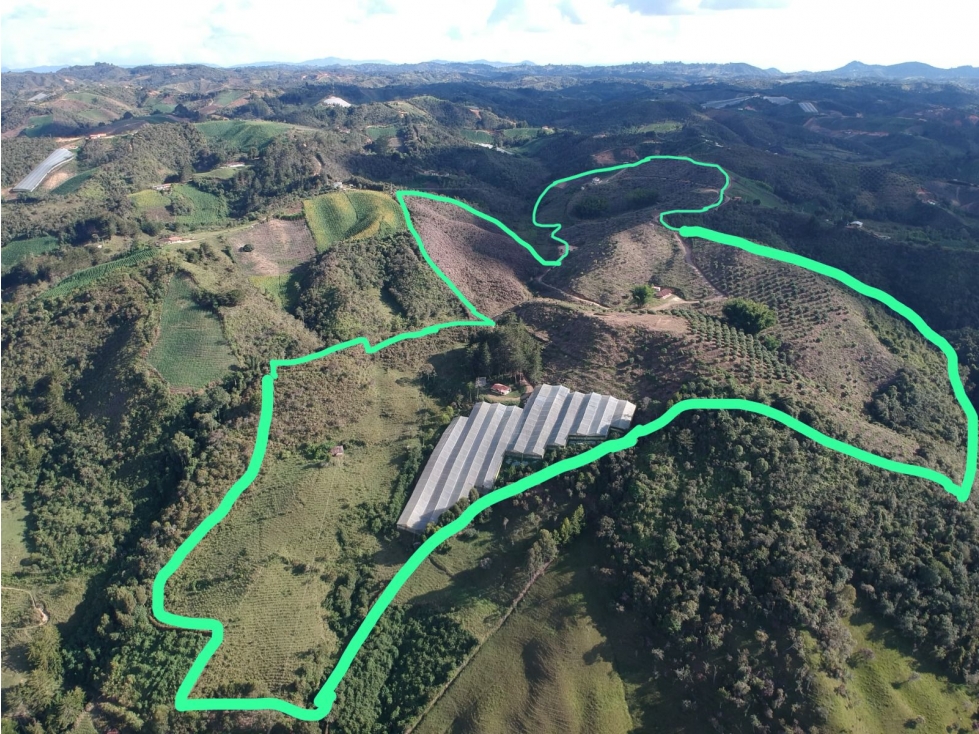 Venta Excelente Finca Productora de Aguacate San Vicente — foto 3