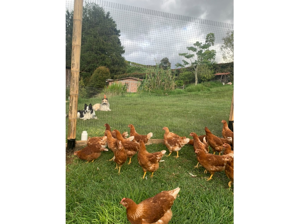 VENTA FINCA - SAN FELIX. — foto 4