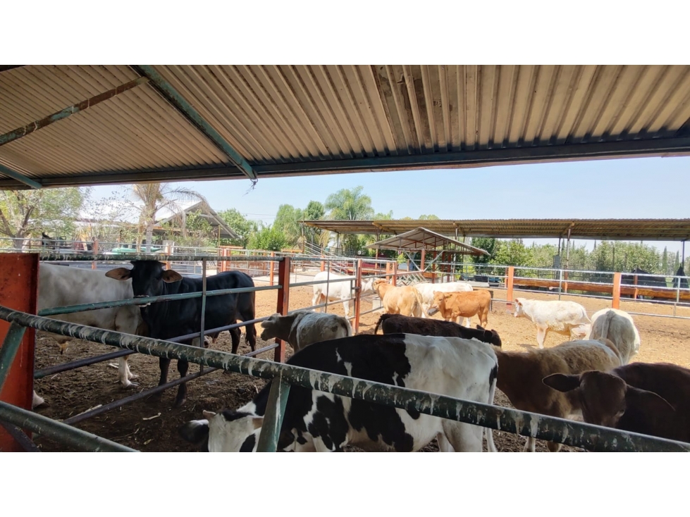 Rancho Ganadero $14MDP 4Ha, Queretaro - 5