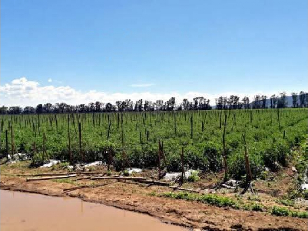 Terreno Venta Tequisquiapan Queretaro 73ha - 4