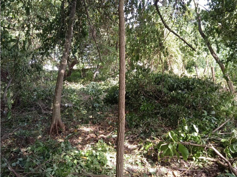 FINCA A LA VENTA CAÑAVERAL PENONOME - 4