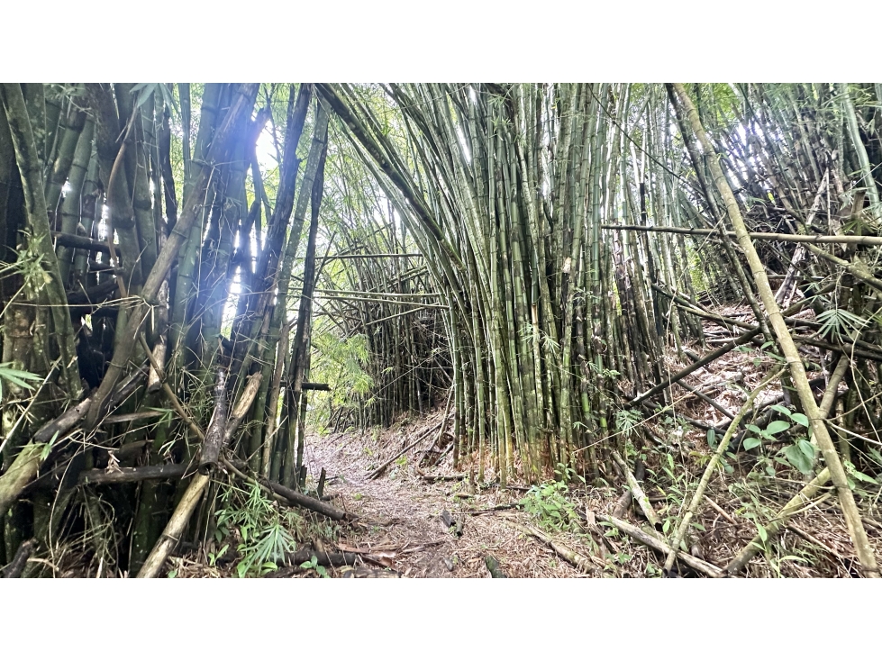 VENTA SANTUARIO - FINCA CON VISTA A SANTA MARTA EN MINCA — foto 4