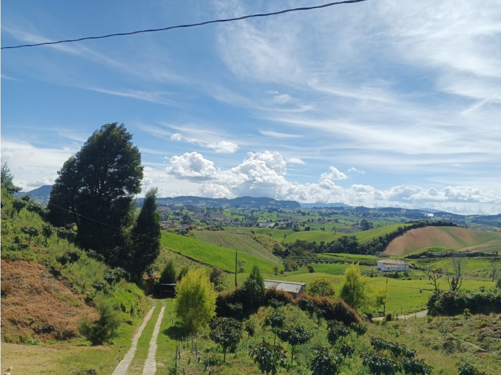 VENTA FINCA PRODUCTIVA CON CASA 5.971M2 EL CARMEN DE VIBORAL — foto 3