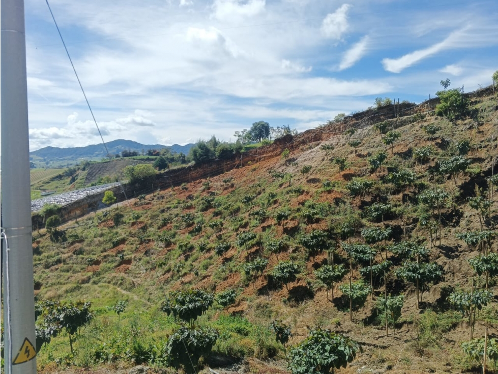 VENTA FINCA PRODUCTIVA CON CASA 5.971M2 EL CARMEN DE VIBORAL — foto 2