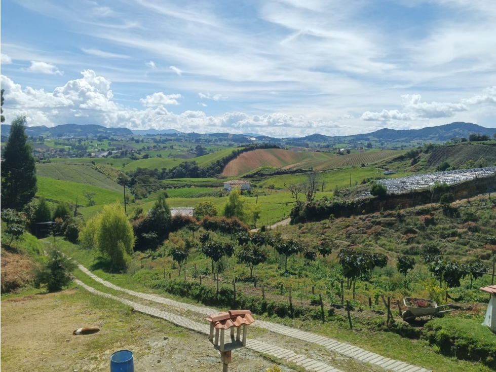 VENTA FINCA PRODUCTIVA CON CASA 5.971M2 EL CARMEN DE VIBORAL