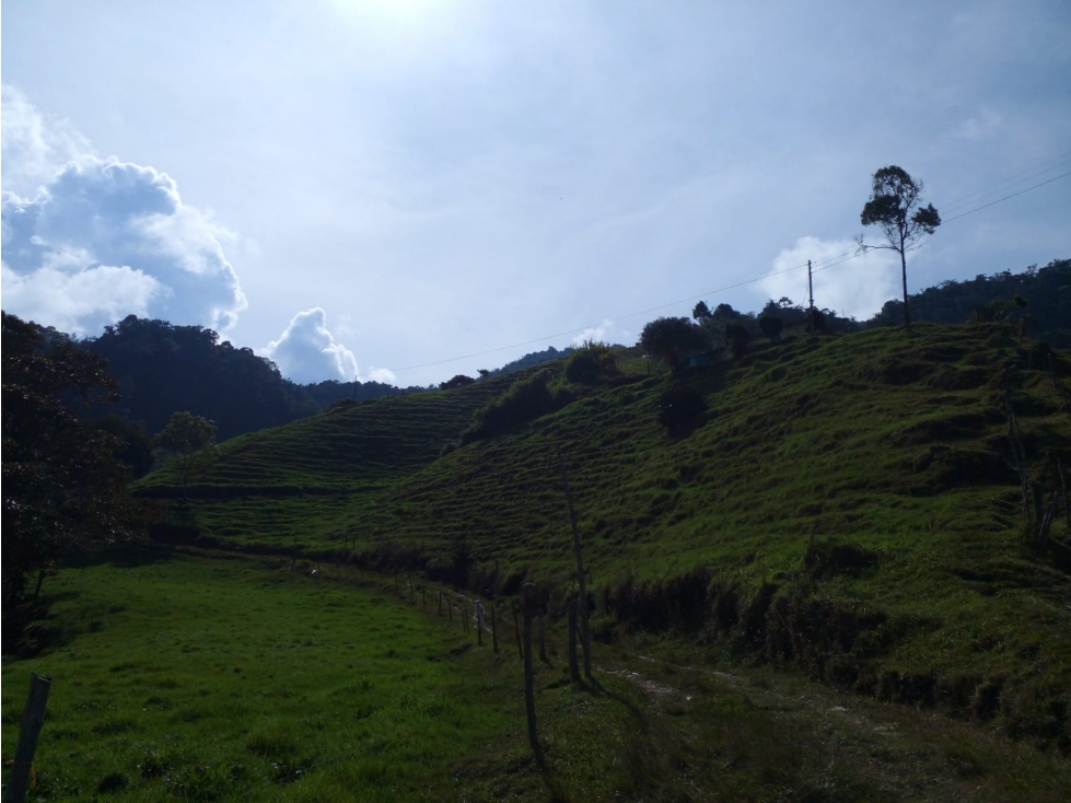 VENTA FINCA MULTIPROPOSITO 16 Hc CON CASA, ABEJORRAL - ANT - 4