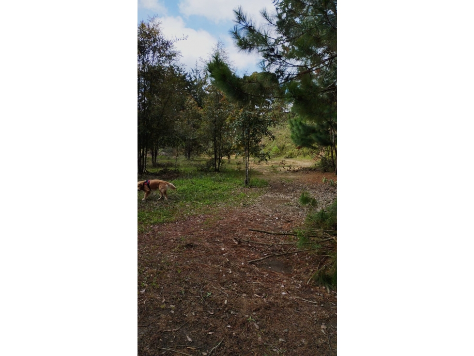 VENTA LOTE RURAL 6.244M2 EXCELENTE UBICACIÓN EL RETIRO ANTIOQUIA — foto 3