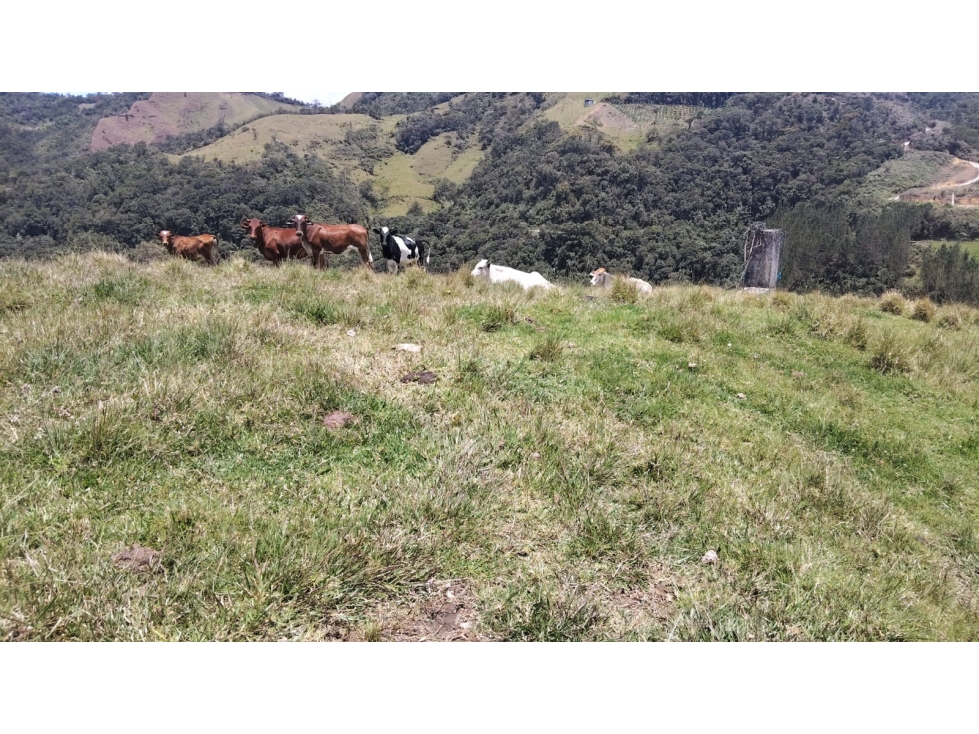 VENTA FINCA MULTIPROPOSITO 16 Hc, CON DOS CASAS, ABEJORRAL ANT. - 4