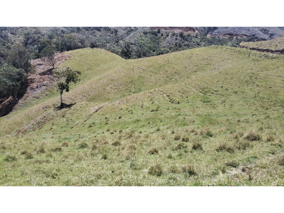 VENTA FINCA MULTIPROPOSITO 16 Hc, CON DOS CASAS, ABEJORRAL ANT. - 5