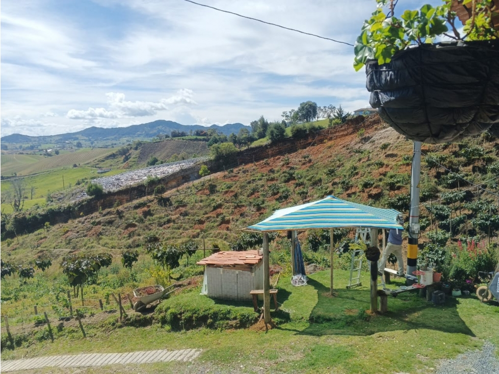 VENTA FINCA PRODUCTIVA CON CASA 5.971M2 EL CARMEN DE VIBORAL — foto 4