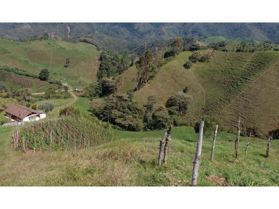 VENTA FINCA MULTIPROPOSITO 16 Hc CON CASA, ABEJORRAL - ANT - 6