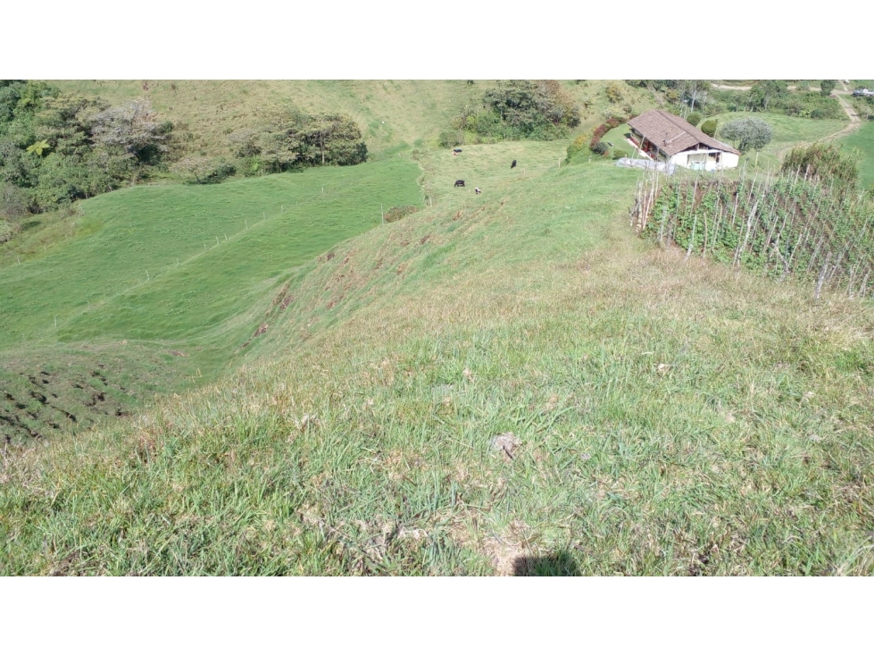 VENTA FINCA MULTIPROPOSITO 16 Hc CON CASA, ABEJORRAL - ANT - 2