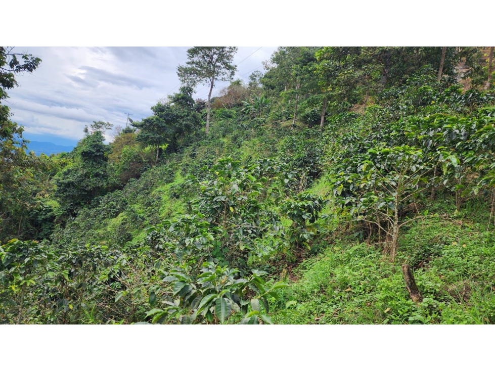 Finca cafetera con potencial turístico sector Buenavista 16 cuadras - 5