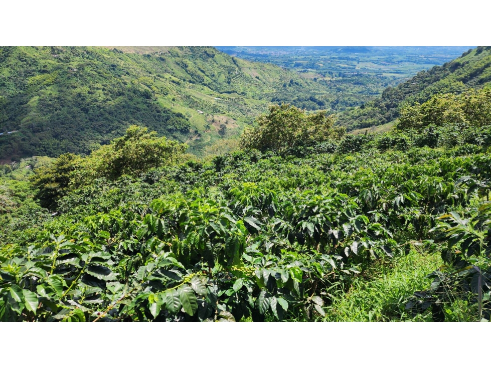 Finca cafetera con potencial turístico sector Buenavista 16 cuadras - 6