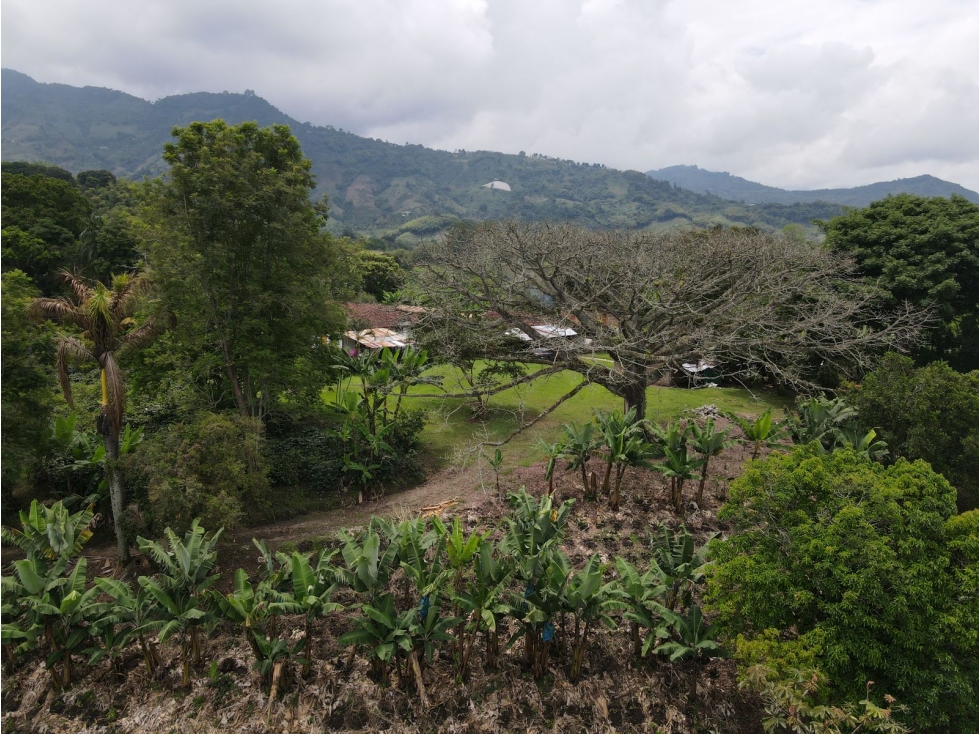 Finca en BuenaVista Quindio en venta - 4