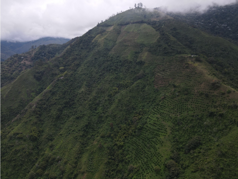 Finca certificada en venta sector Génova Quindío (120 Hectareas) - 3