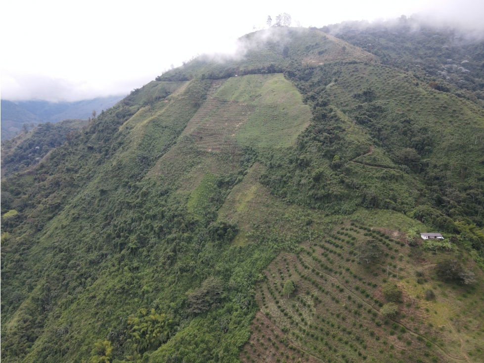 Finca certificada en venta sector Génova Quindío (120 Hectareas) - 5