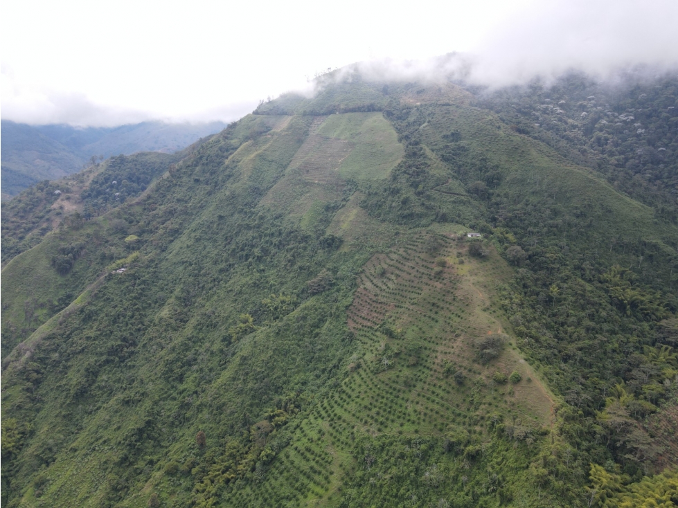 Finca certificada en venta sector Génova Quindío (120 Hectareas) - 6