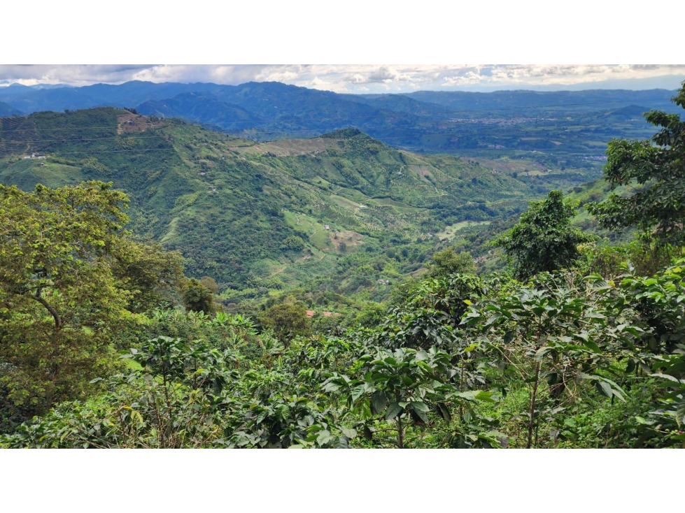 Finca cafetera con potencial turístico sector Buenavista 16 cuadras - 1