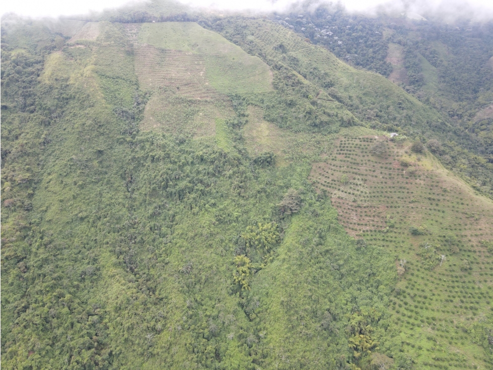 Finca certificada en venta sector Génova Quindío (120 Hectareas) - 2