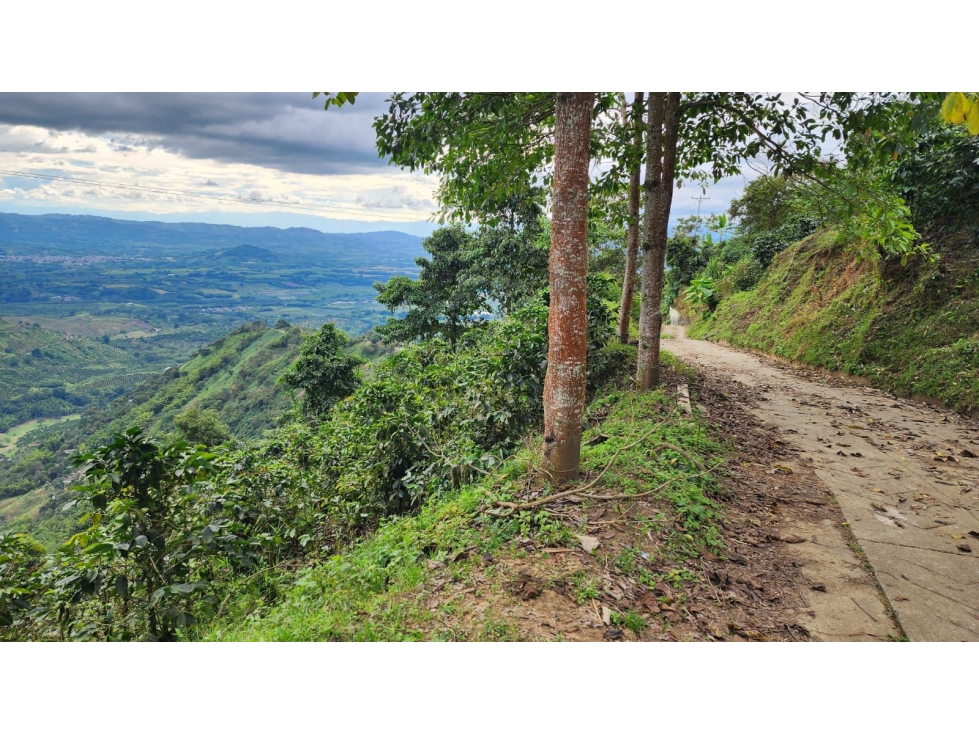 Finca cafetera con potencial turístico sector Buenavista 16 cuadras - 4
