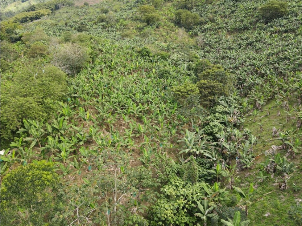 Se vende finca-lote cerca a Buenavista ideal para turismo o vivienda - 5