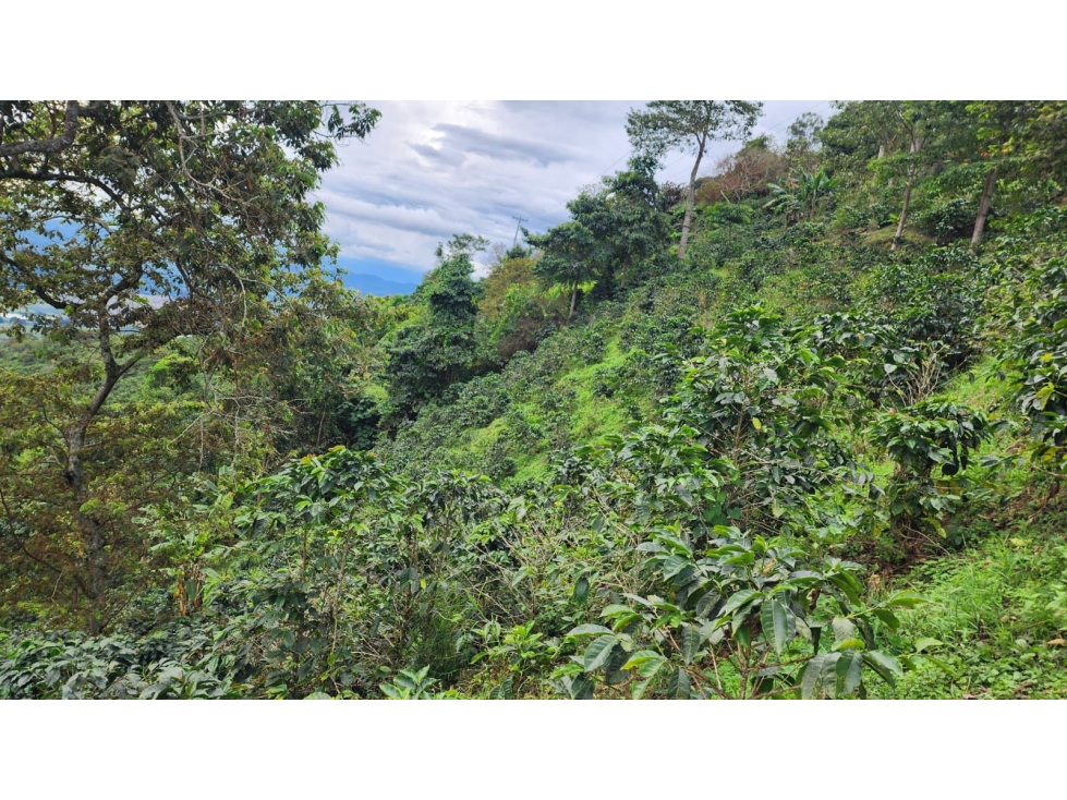 Finca cafetera con potencial turístico sector Buenavista 16 cuadras - 3
