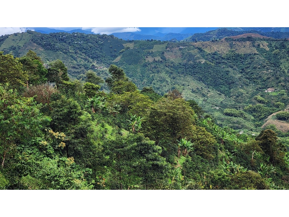Finca cafetera con potencial turístico sector Buenavista 16 cuadras - 2