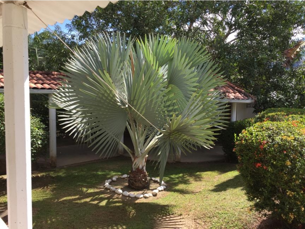 VENTA HERMOSA FINCA - CARMEN DE APICALA - 6