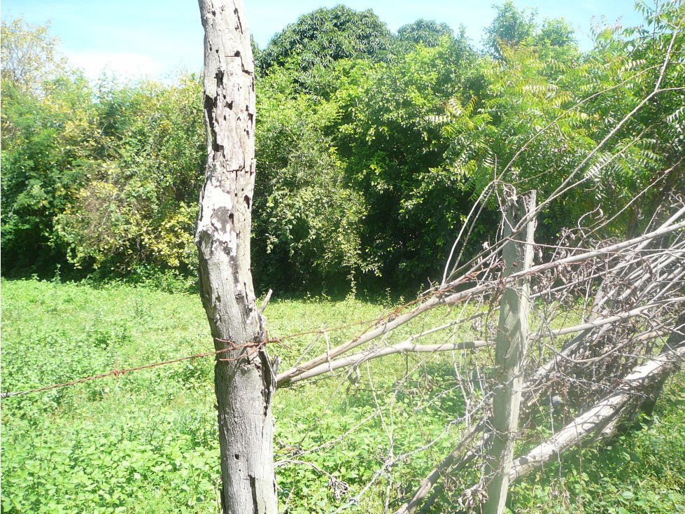 VENTA LOTE RICAURTE CUNDINAMARCA - 2