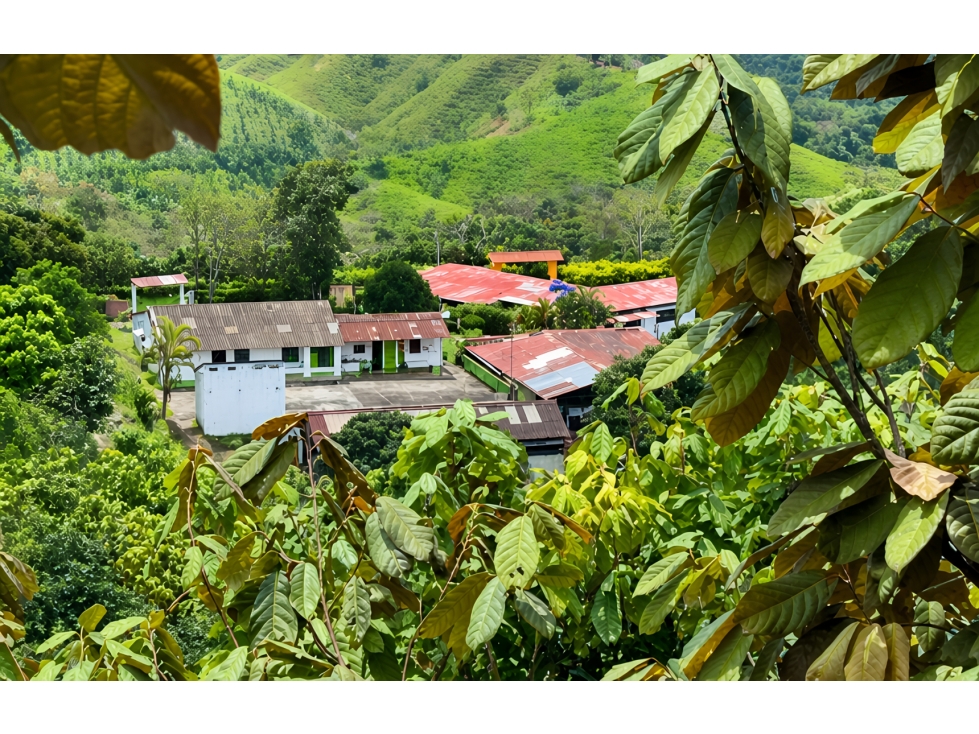 FINCA CACAOTERA PRODUCTIVA DE 46 HECTÁREAS MARIQUITA, TOLIMA - 3