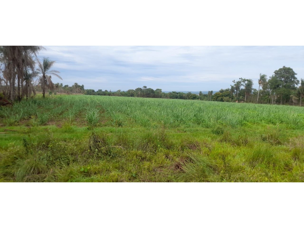 Vendo 3,5 hectareas en Arroyos y Esteros A 250m de ruta Arroyos-Tobati - 1
