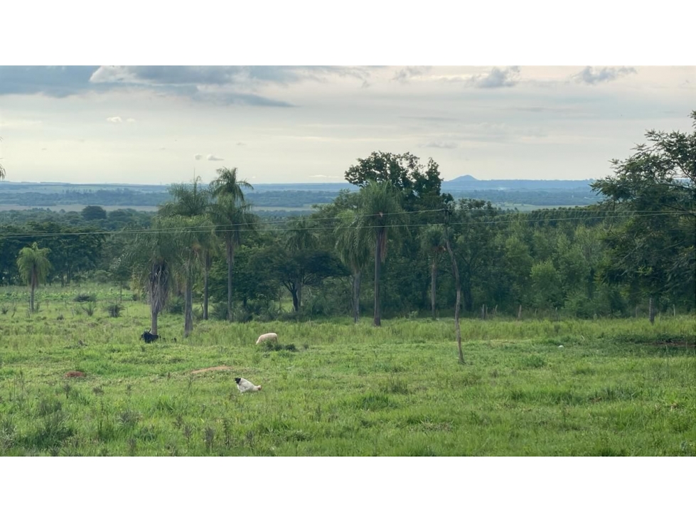 Vendo 88 hectáreas en Ybycui con casa y 21 hectáreas de eucalipto - 4