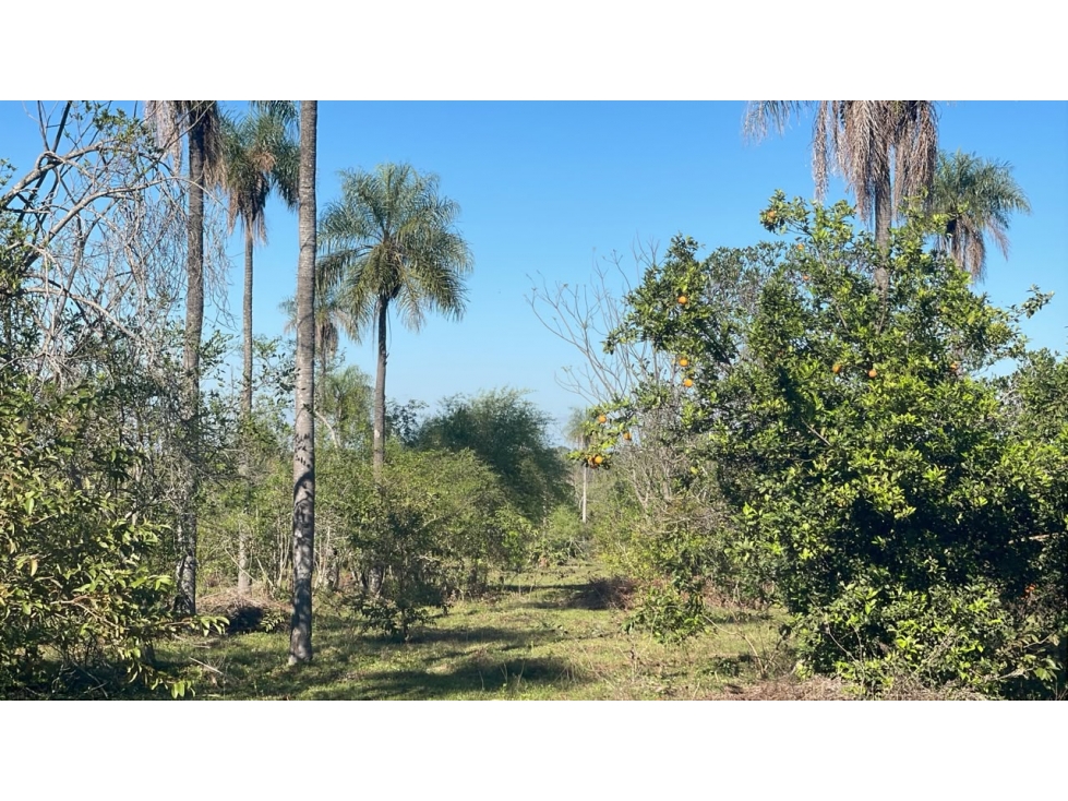 6 Hectareas en Carapeguá Ideal Country Land (Crypto & USDT Accepted) - 6