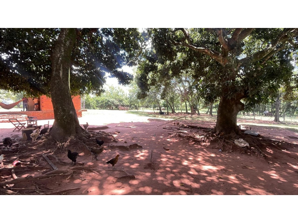 50-Hectare/123.5 Acres Piribebuy Livestock & Intensive Feedlot Farm - 5