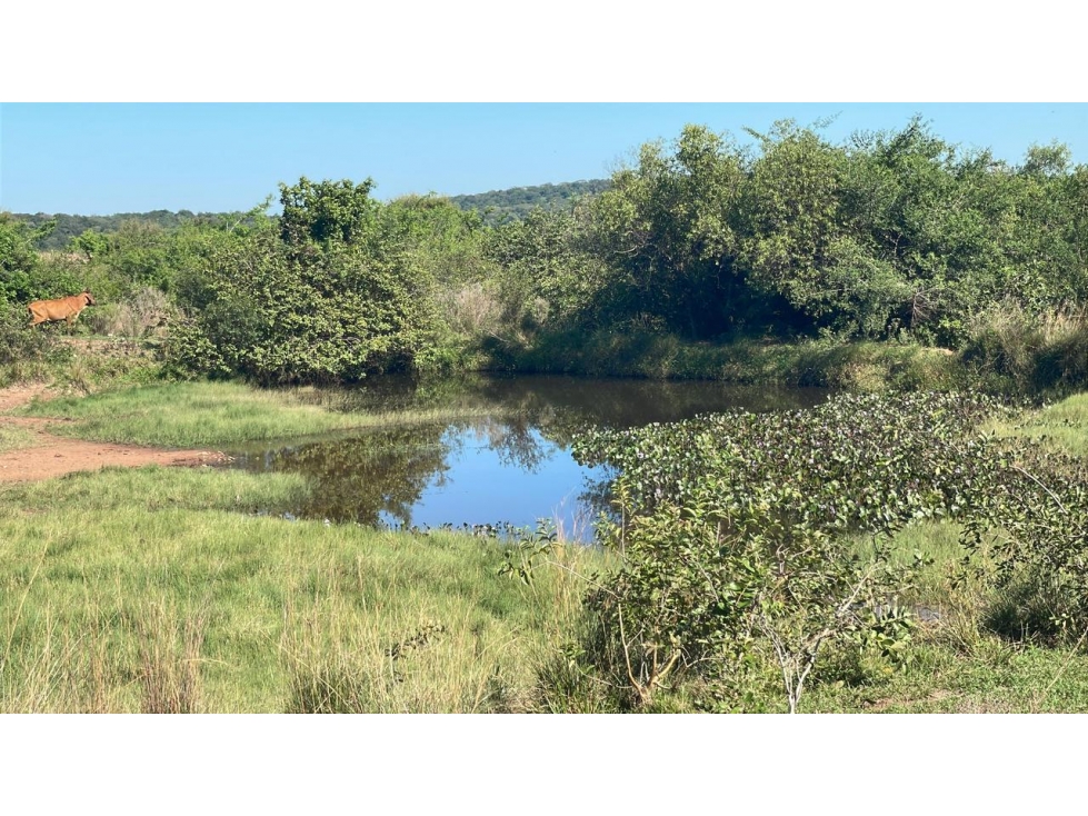 Campo 114 ha con mejoras ganaderas en Caapucú | 282-acre cattle ranch - 5