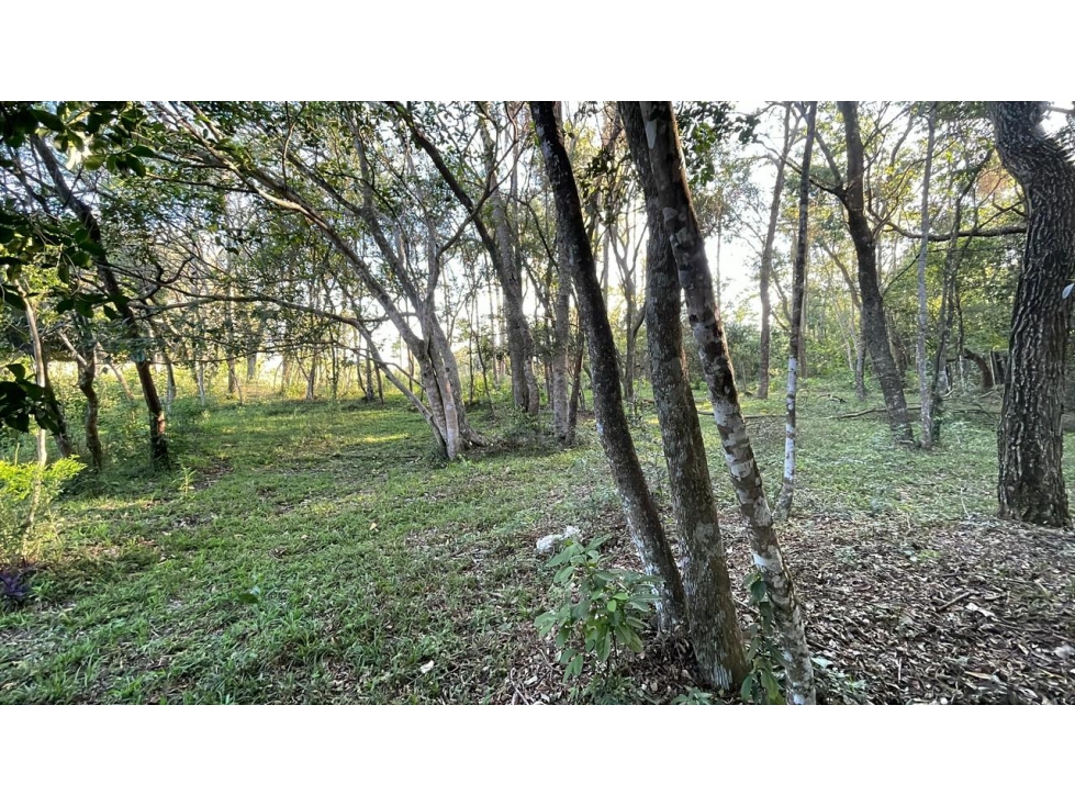 Vendo 4,5 hectáreas en Piribebuy con manantial, arroyo y pileta - 6