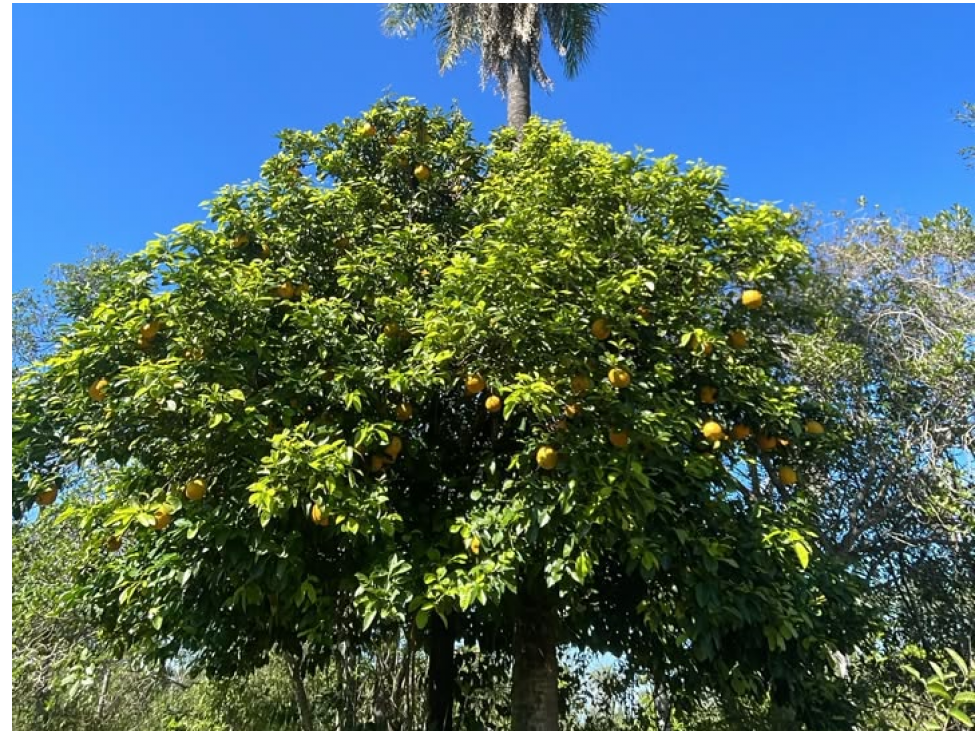 6 Hectareas en Carapeguá Ideal Country Land (Crypto & USDT Accepted) - 5