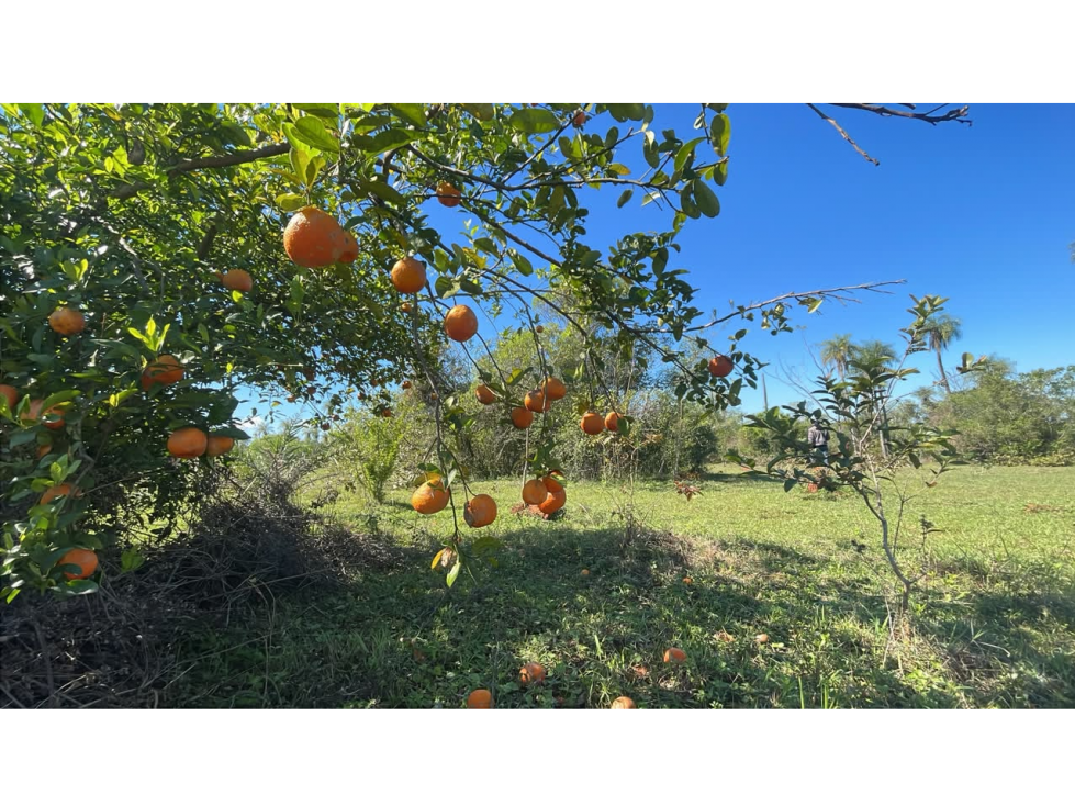 6 Hectareas en Carapeguá Ideal Country Land (Crypto & USDT Accepted) - 2