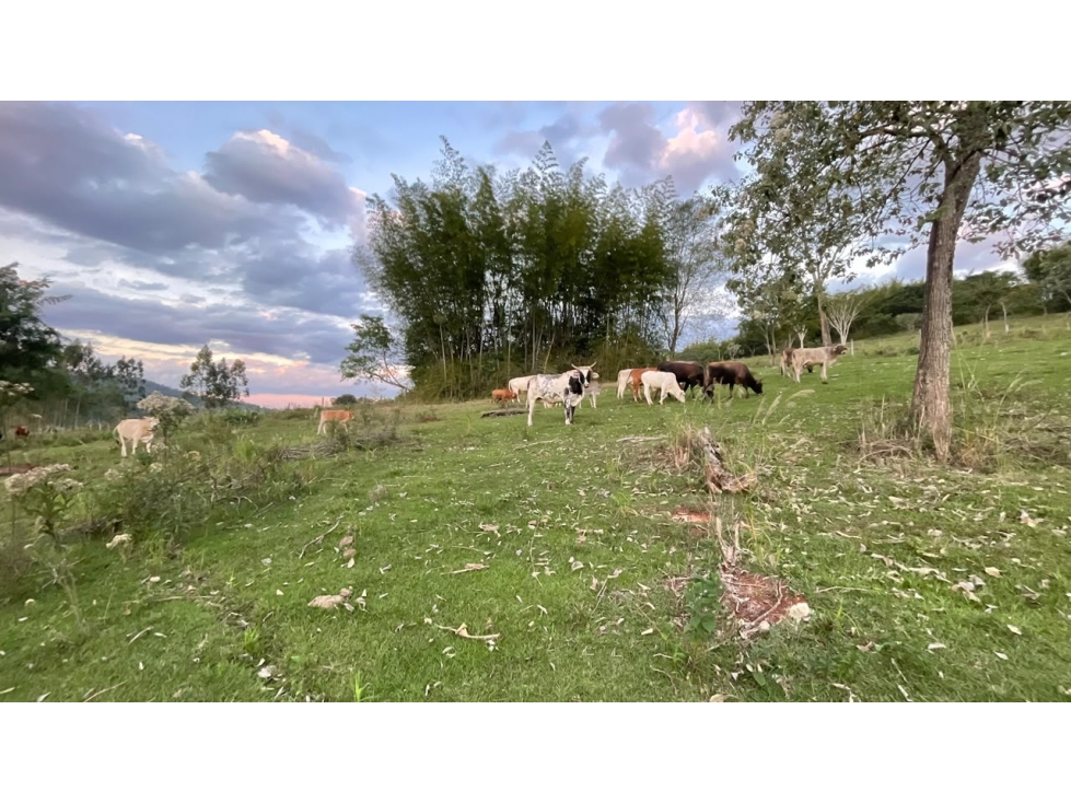 43 Hectares Farm for Sale in Paraguay with Natural Spring and Creek - 6