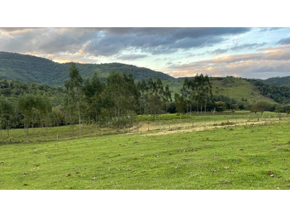 Finca en venta 43 hectáreas con manantial y arroyo en Independencia - 4