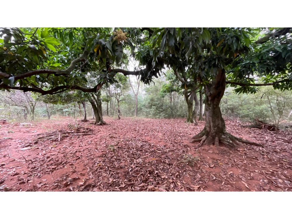 Vendo 9 hectáreas Quiindy a 2,5 km de la ruta 1 - 5